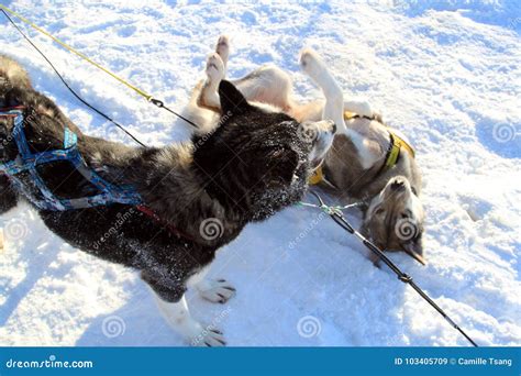 Two Sled Dogs Playing Stock Image Image Of Portrait 103405709