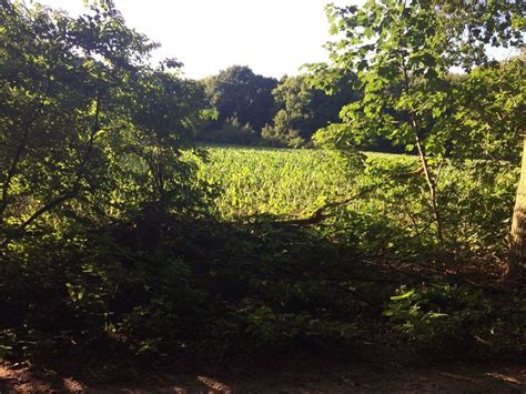 De tafelberg is een hoog gelegen, glooiend heideterrein. Honden los in Noorderheide, Tafelbergheide en Huizer Eng ...