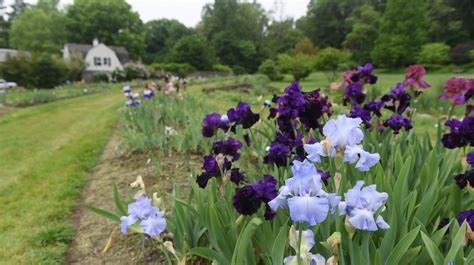 Presby Memorial Iris Gardens Attracts Admirers From Around The Globe