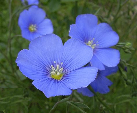 Wild Blue Flax Linum Lewisii Dianesdigitals Flickr