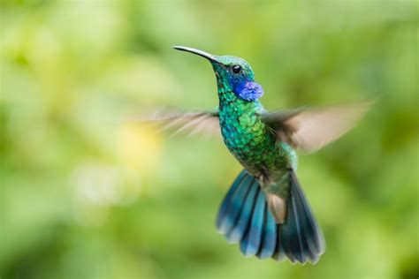 23 Types Of Hummingbirds All Backyard Birdwatchers Should Know Bob Vila