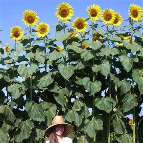 Read on to learn how tall can sunflowers grow, how long it takes, and how you can grow impressively tall sunflowers with ease. Sunflower American Giant F1 - Harris Seeds