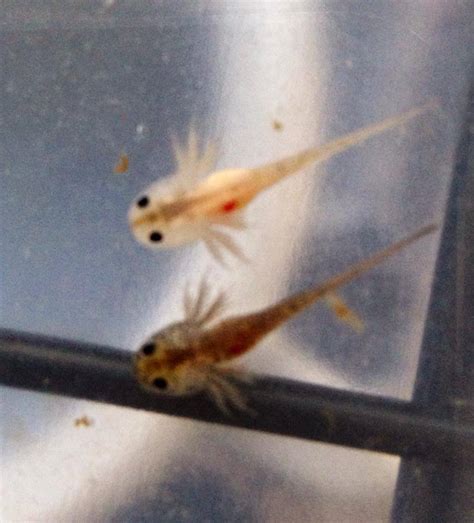 Pin Up Reptiles The Last Hatch Of Axolotl Is Getting Big