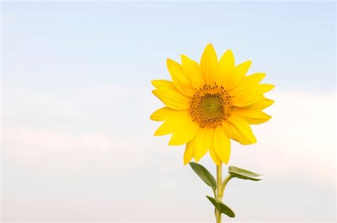 Premium Photo Sunflower Flower Against Blue Sky