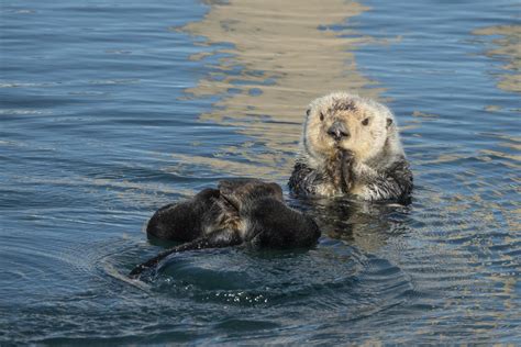 Sea Otter Morro Bay California Rwildlifephotography