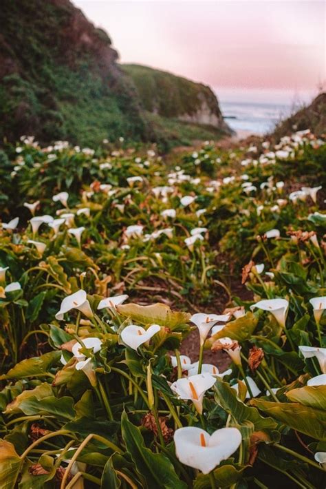 How To Find Calla Lily Valley In Big Sur Best Wild California Lilies