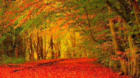 1080p Free Download Red Leaves On Road Between Colorful Trees Covered