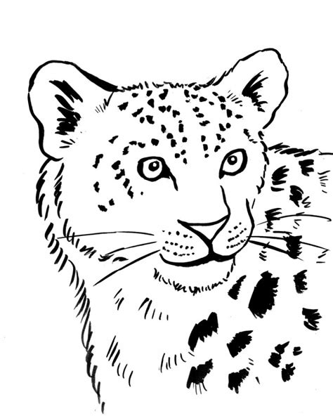 Leopard coloring pages to download and print for free