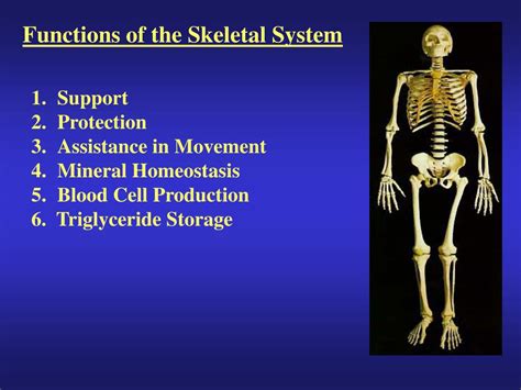 Ppt Functions Of The Skeletal System Powerpoint Presentation Free