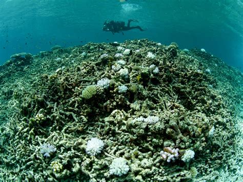 Coral Reefs Require ‘radical Interventions To Save Them From