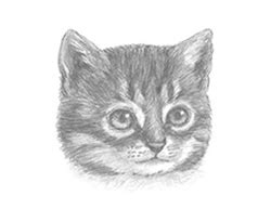 Learn to draw step by step. How To Draw A Realistic Cat Easy Step By Step - Howto Techno