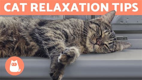 5 Best Ways To Help A Cat Relax 🐱 Youtube