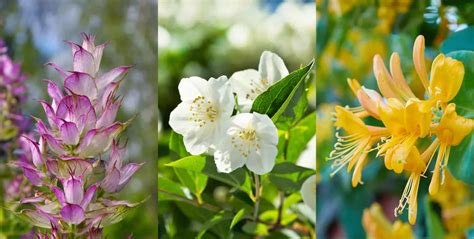 The Most Fragrant Flowers To Plant In Your Garden