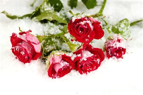 Beautiful White Roses In The Snow Close Up — Stock Photo © Belchonock