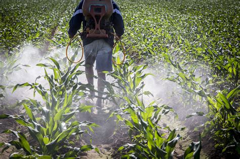 In order to understand the plant way of life, knowing the structure and functioning of is crucial. Herbicides Used to Control Woody Stem Plants