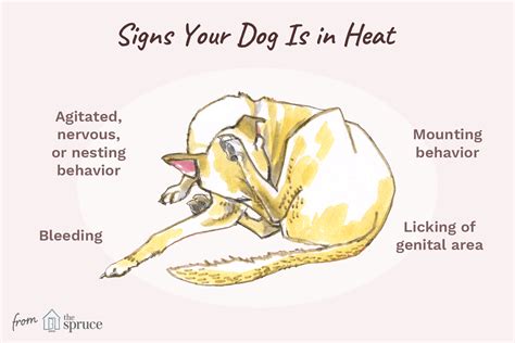 The 7 Ways To Know That Your Dog Is In Heat