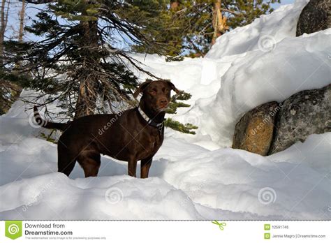 Chocolate Labrador Dog In The Snow Stock Photo Image Of