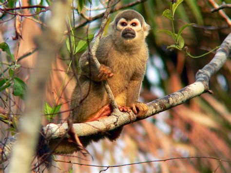 Mentre il mondo corre veloce e si accorge appena del suo urlo disperato, delle fiamme, degli animali carbonizzati, dei tanti impauriti. Uccelli e mammiferi della foresta amazzonica in Ecuador ...