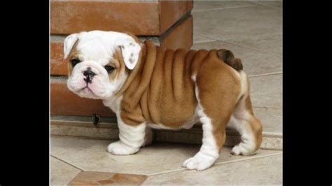 Check out our latest articles: Cutest Bulldog Puppies Ever Seen - YouTube