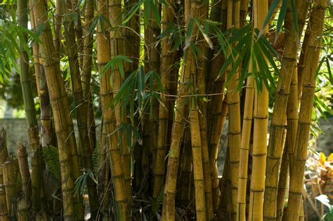 Bamboo Tree · Free Stock Photo