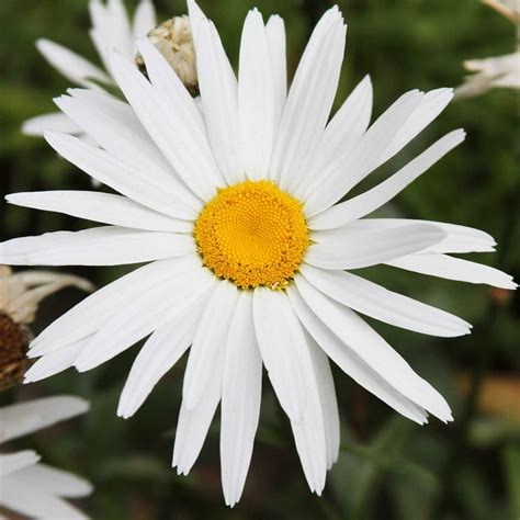 Shasta Daisy Flower Seeds Silver Princess Variety 500 Seeds White