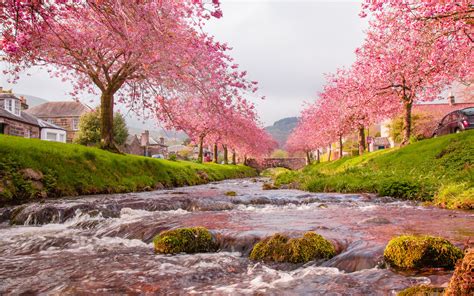 171 20 asterisk winter snow. Japan Sakura River Blooming Trees, Pink Flowers, Green ...