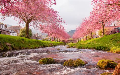 Feb 15, 2017 · animated wallpaper is a cross between a screensaver and desktop wallpaper. 29 Wonderful HD Sakura Wallpapers