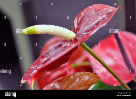 Red Anthurium Flamingo Flower Stock Photo Alamy