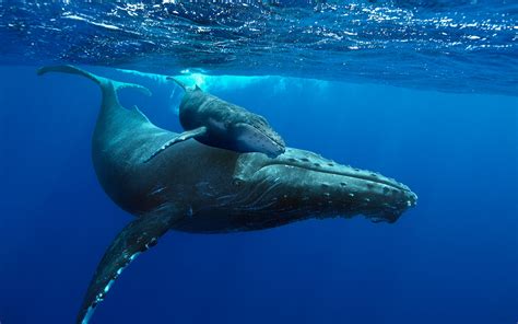 Humpback Whale Wallpapers High Quality Download Free