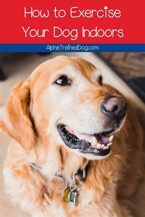 We did not find results for: How to Exercise Your Dog Indoors (with Videos ...