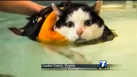 News Anchor Can T Stop Laughing At Swimming Cat Videos Viralcats At Viralcats