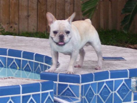 National french bulldog rescue groups: August 2010 | Pet animals: cat, bulldog, puppies,