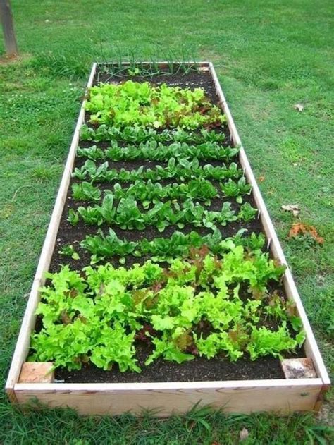 60 Easy To Try Vegetable Garden For Beginners Design Ideas 51