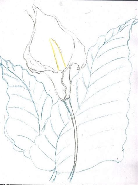 More images for dibujos de alcatraces para pintar en tela » Dibujos flores alcatraz - Imagui | Flores alcatraces, Dibujos y Boceto