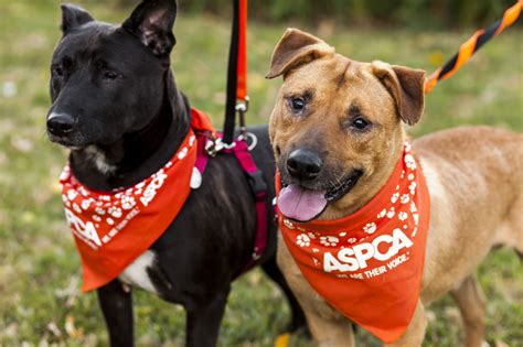 Every month, the petco foundation hosts or sponsors adoption events nationwide. Pet adoption centers and animal shelters in NYC