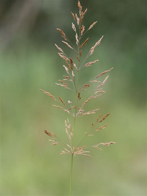 http://de.hortipedia.com/wiki/Agrostis_gigantea