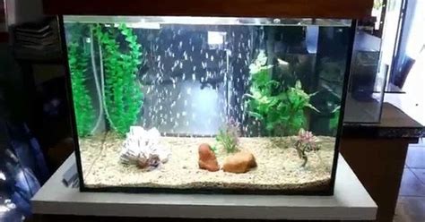 Unik ngelipet gitu … 4 jenis ikan cupang mahal yang cocok untuk dipelihara … ikan cupang | menembus7cakrawala. Cara Menciptakan Aquarium Sederhana Unik Untuk Ikan Hias ...