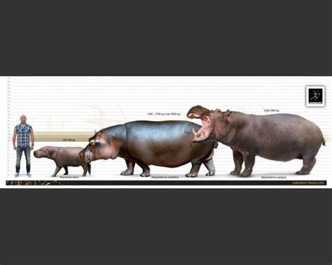 Hippopotamus Hippopotamus Gorgops Extinct Animals Prehistoric