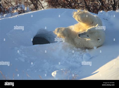 Polar Bear Mother On Her Back Taking A Snow Bath At Entrance To