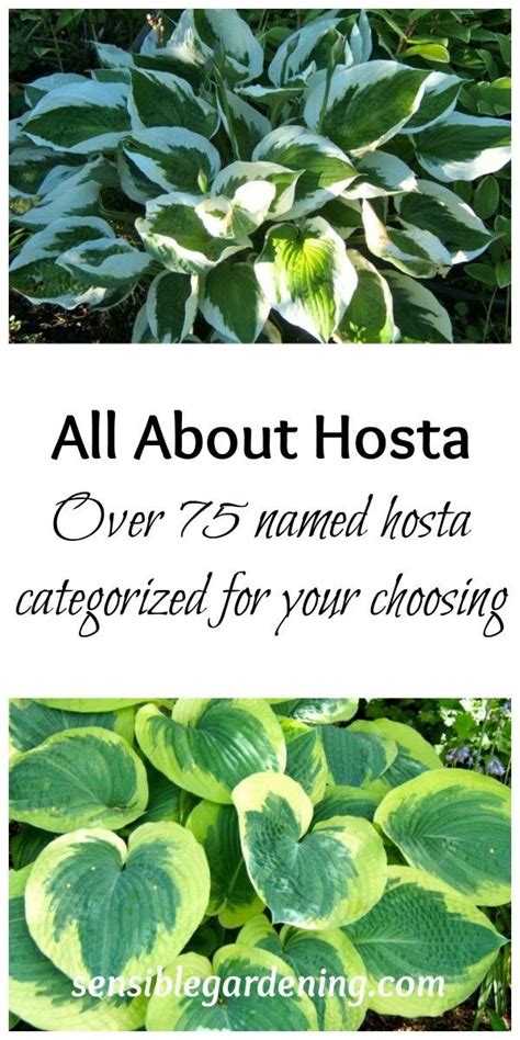 Growing Hosta Hostas Hosta Gardens Hosta Plants
