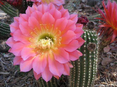 Cactus Flowers 15 Magnificent Varieties For Your Garden