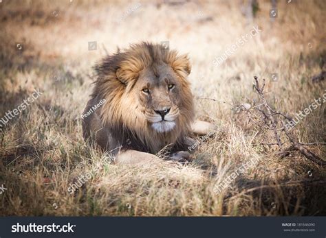Large Full Mane Lion Staring Intensely Stock Photo 181646090 Shutterstock