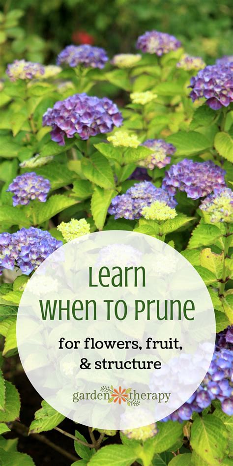 Be the first to answer this question. Want to Know WHEN to Prune? This Will Answer All of Your ...