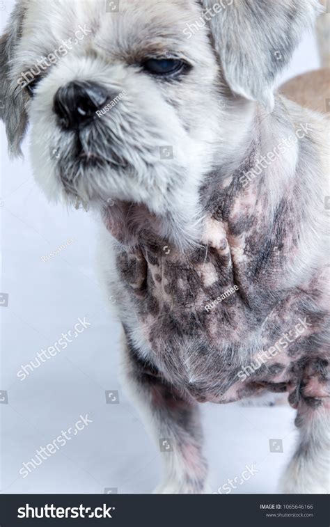 Old White Shih Tzu Dog Skin Stock Photo 1065646166 Shutterstock