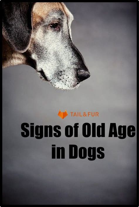 10 Signs Of Old Age In Dogs