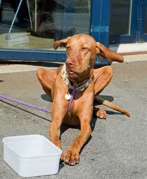 Funny Dog Free Stock Photo - Public Domain Pictures