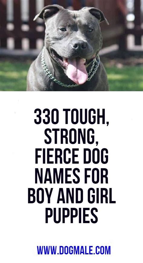 330 Tough Strong Fierce Dog Names For Boy And Girl Puppies Boy Dog