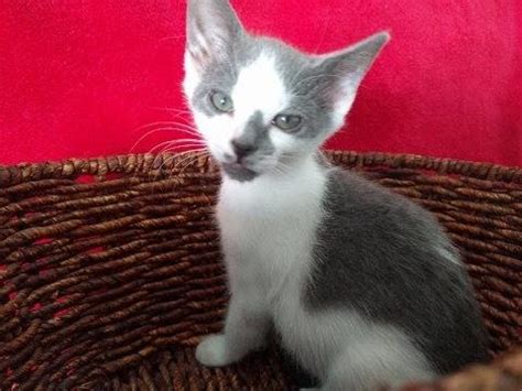 Cats & kittens for sale kittens due september 2020. Hermie Oriental Short Hair Baby - Adoption, Rescue for ...
