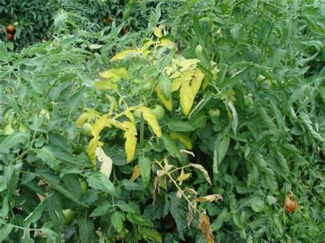 Root Knot Disease Of Tomato