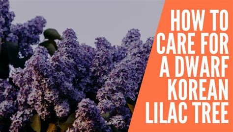 How To Care For A Dwarf Korean Lilac Tree Improved Yard
